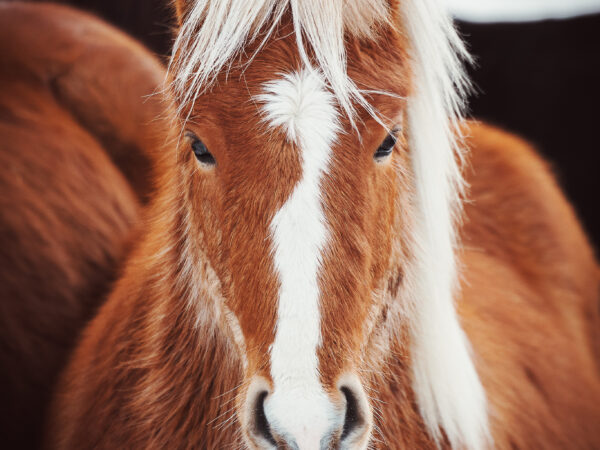 HORSE PORTRAIT